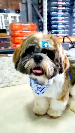 Para banho e tosa 🐶🐾