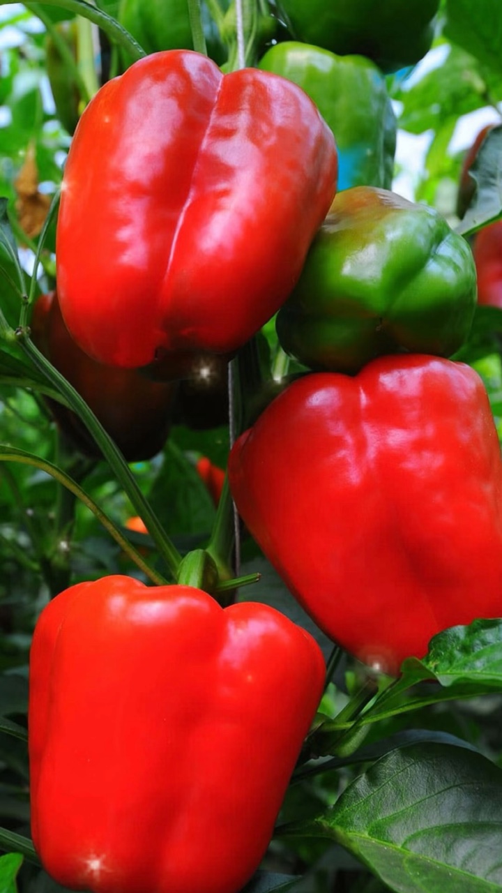 Red Bell Pepper 