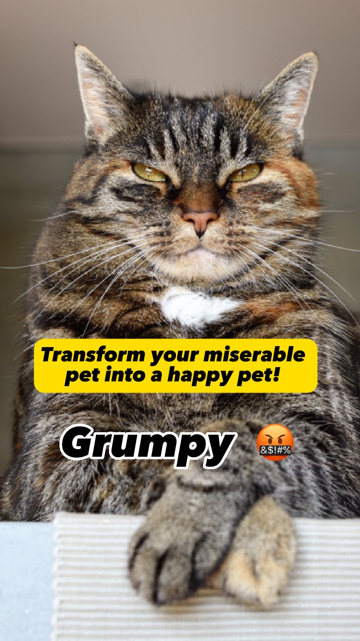 GRUMPY HAPPY Ai pet!