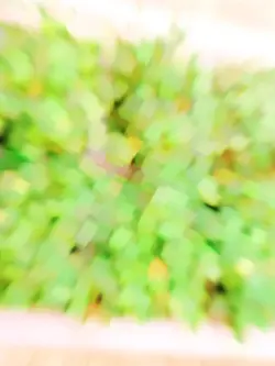 Plantas 