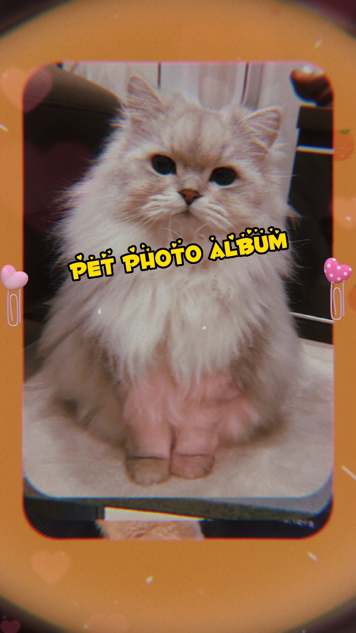 pet photo 6 pics