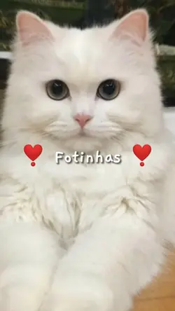 ยฐโข Fotinhas โขยฐ
