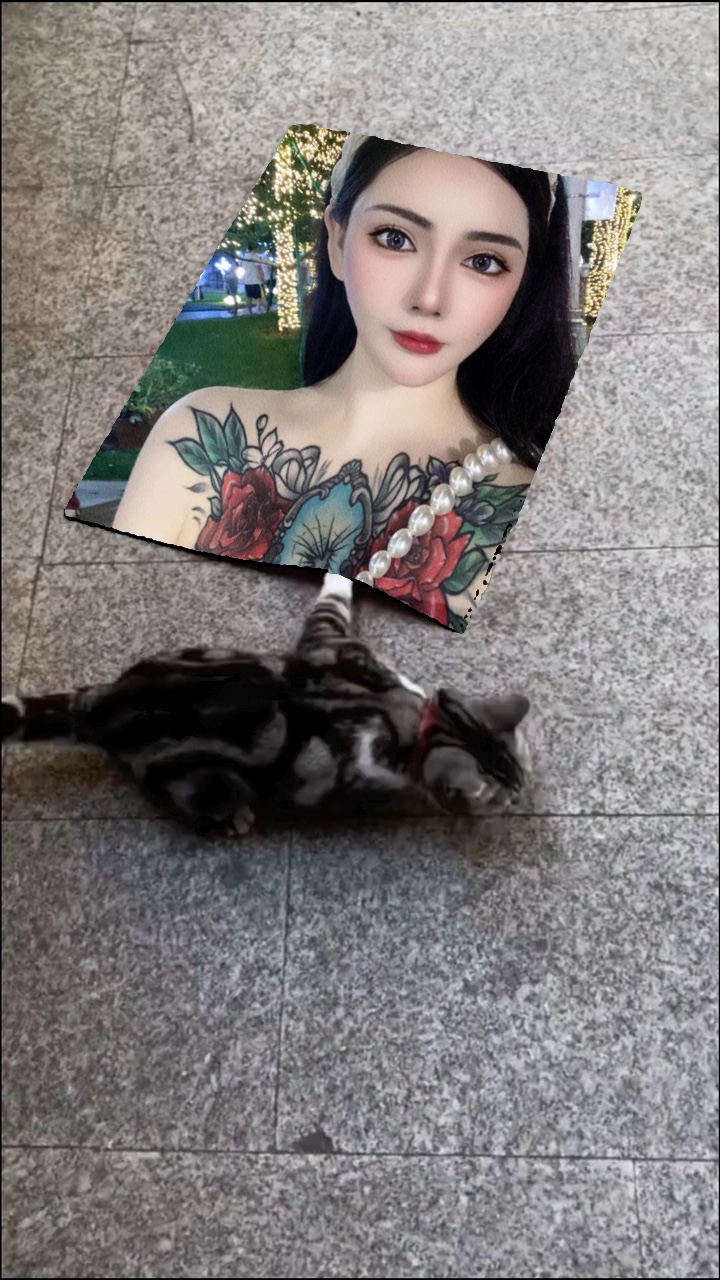 A cute cat