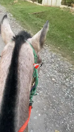 Cavalo❤️🩹