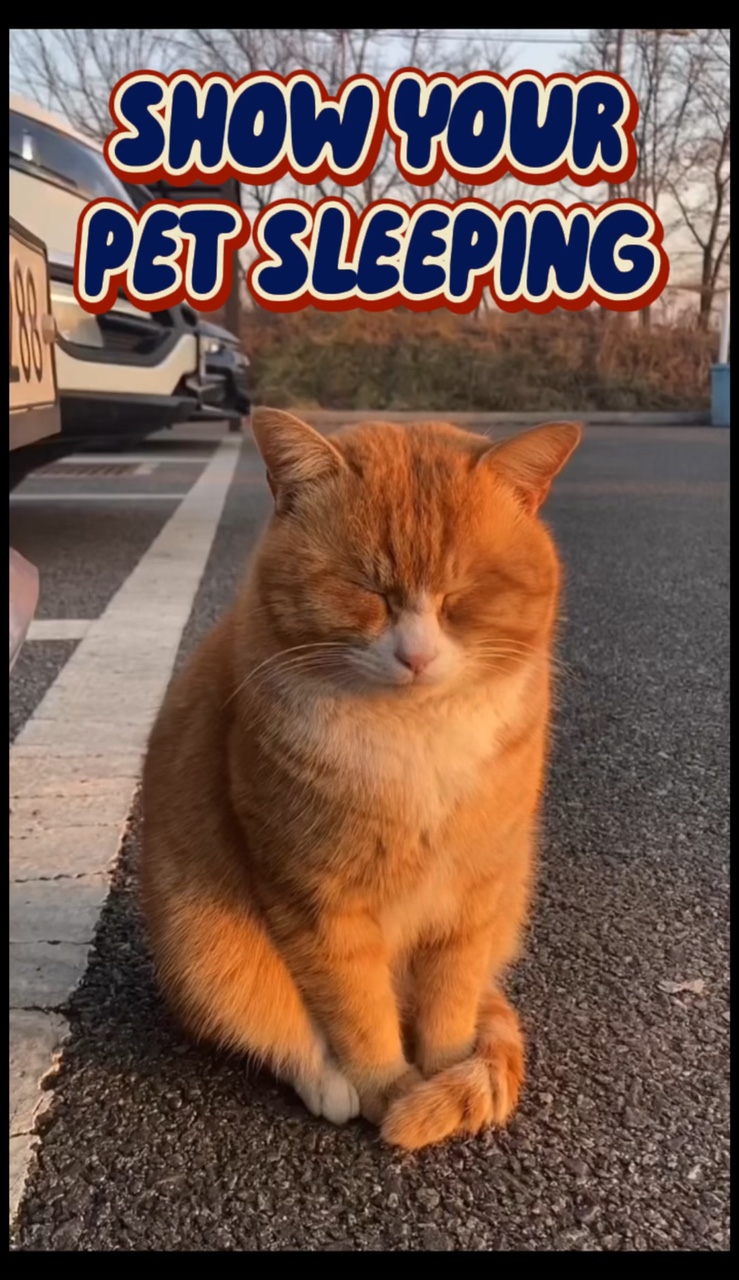 Hewan Peliharaan Anda Tidur