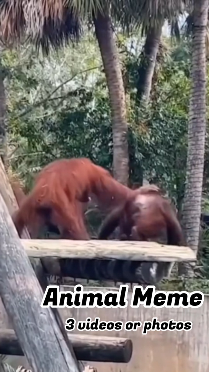 Animal Meme