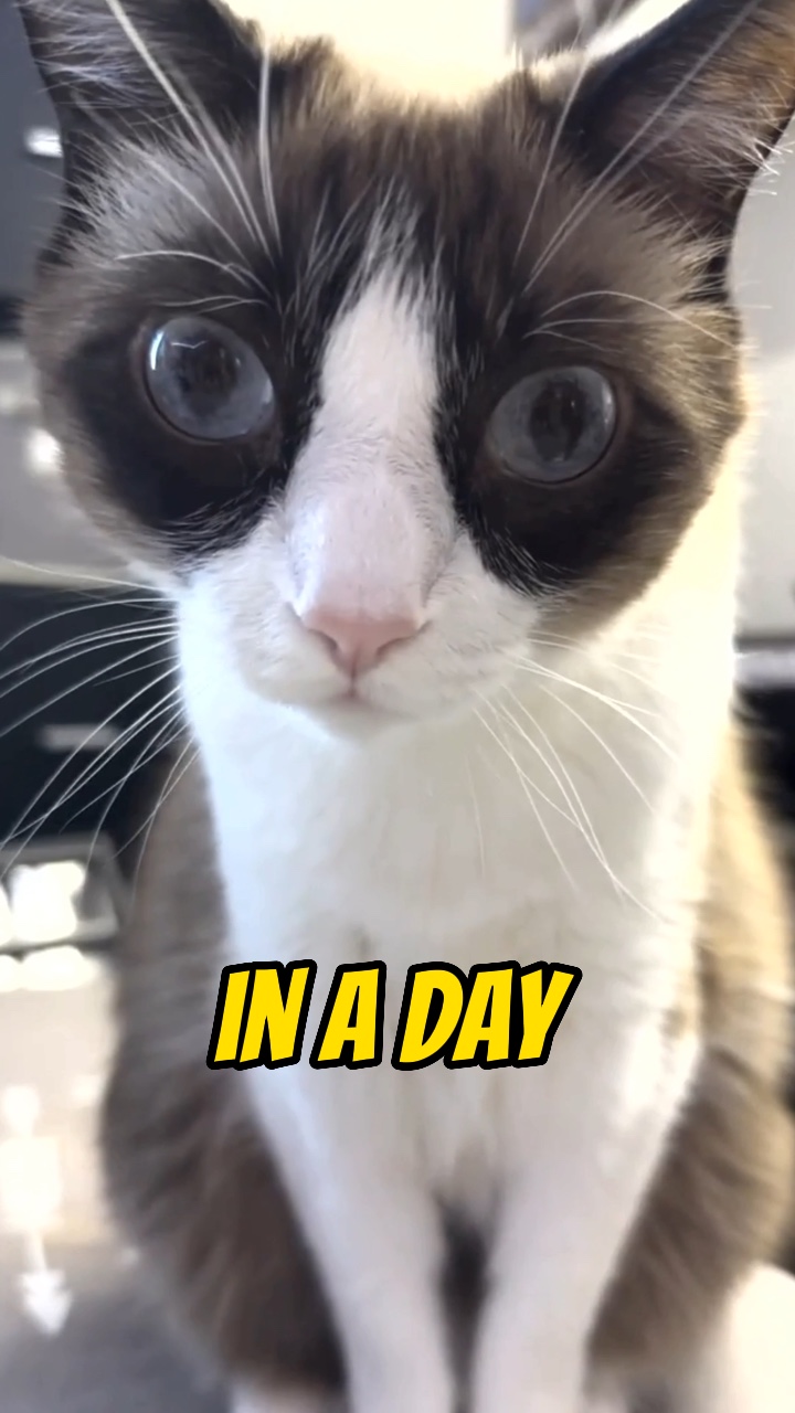 A vida cotidiana como um gato