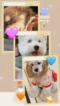 My pet