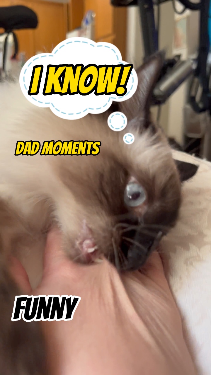 I know?!? Funny cat 