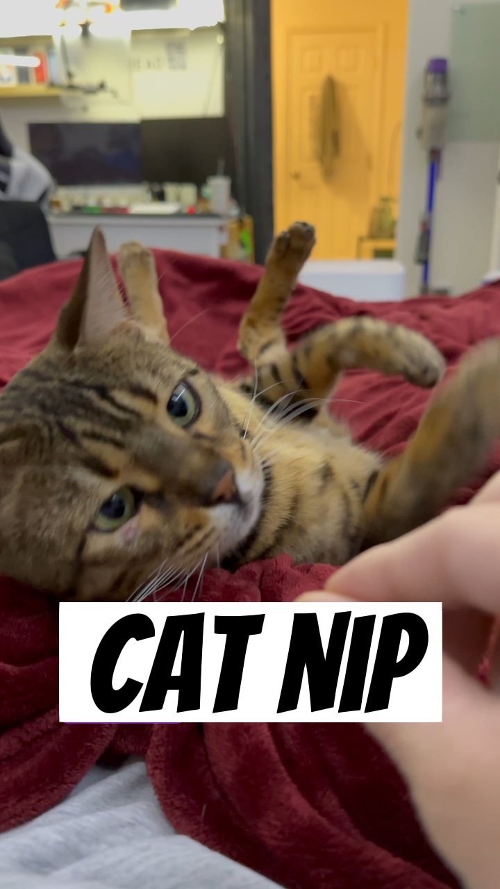 Cat nip