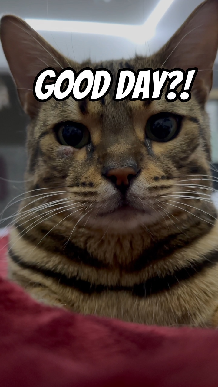 Good day?!?