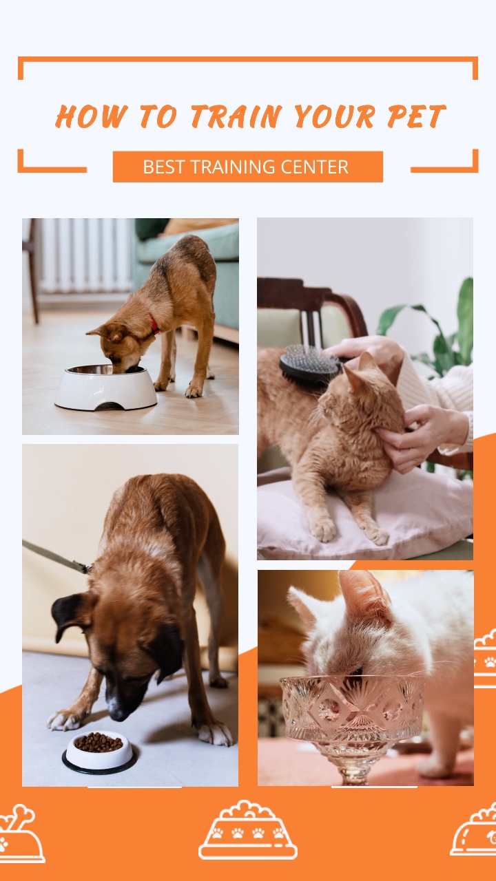 Utilisation d'outils pour animaux de compagnie | Comment faire des vidéos