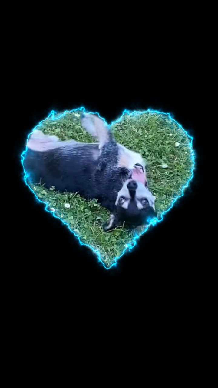 Perro feliz