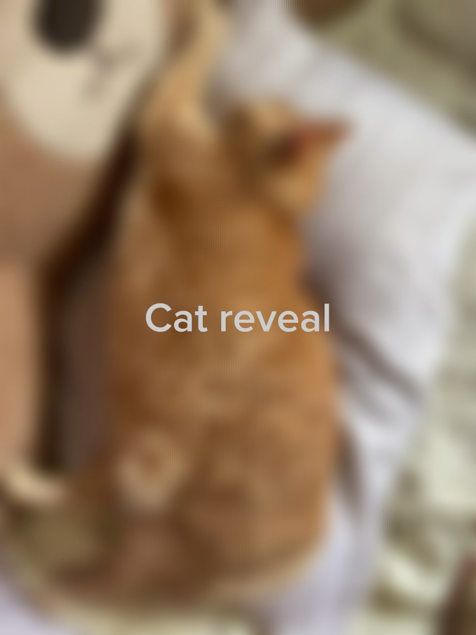 Révélation de chat