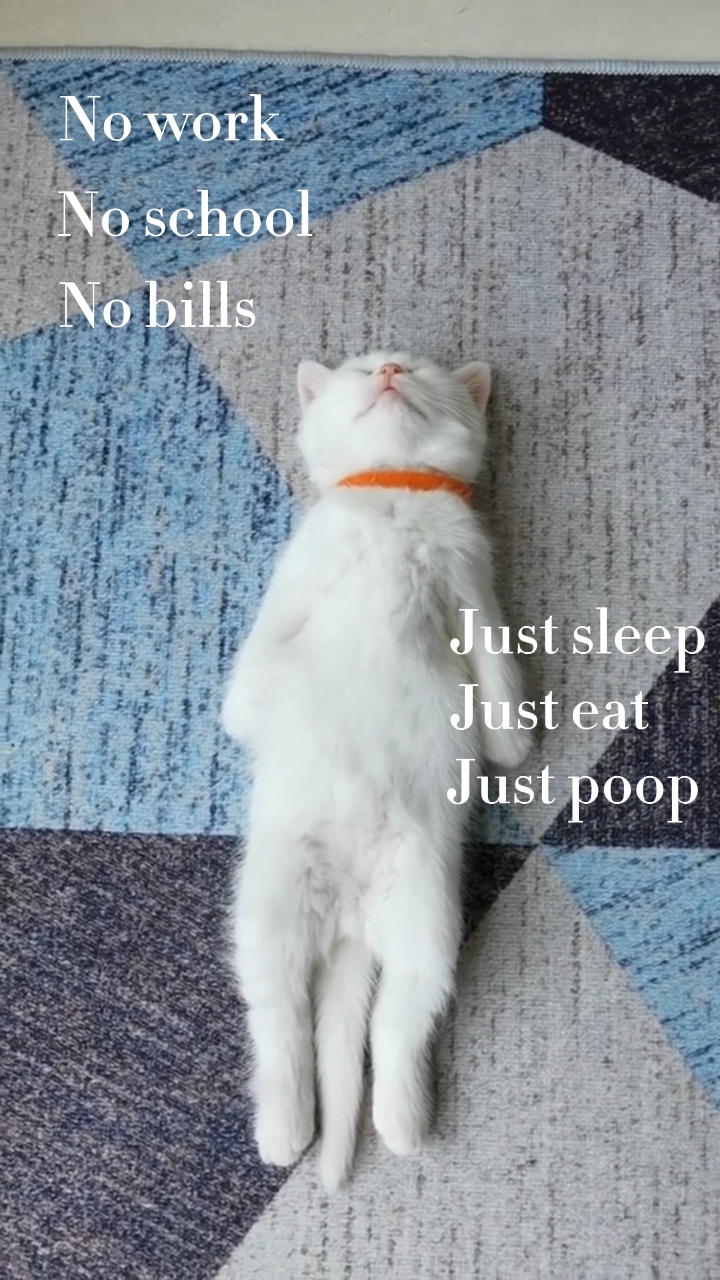 uyuyan kedi 