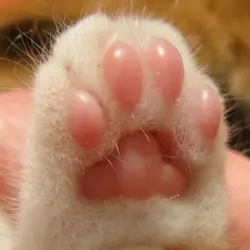 edit cat