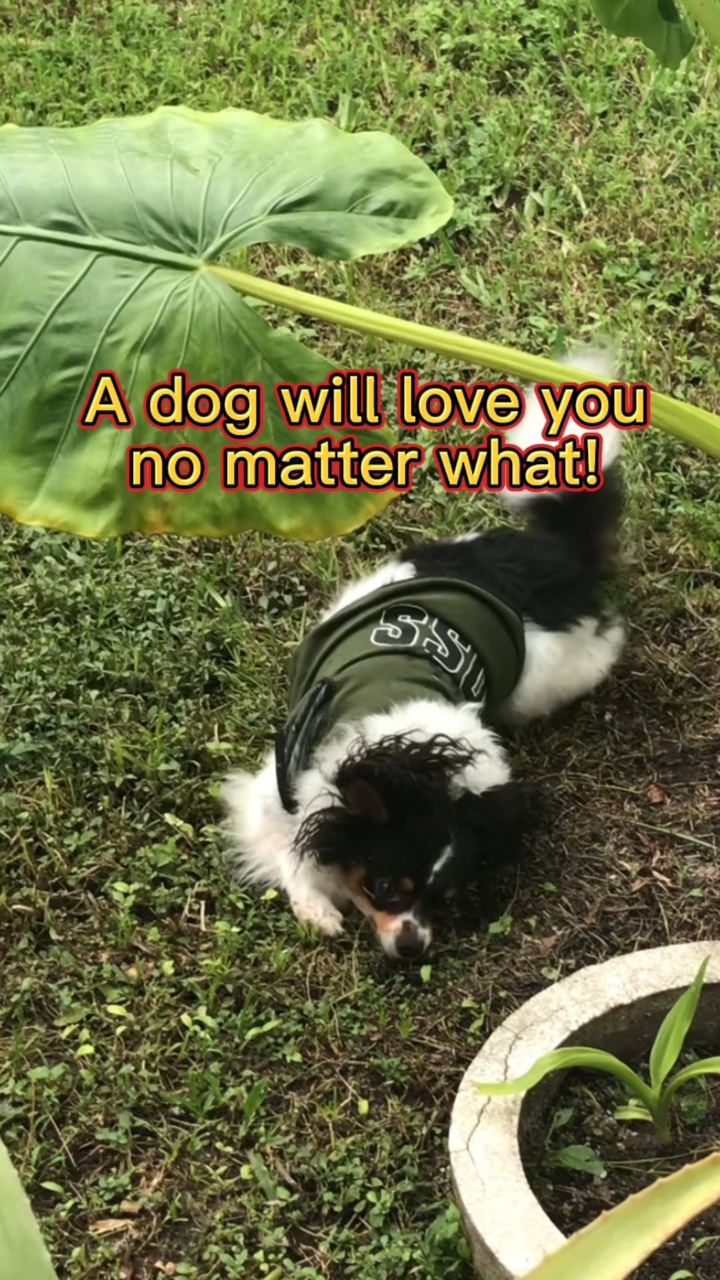 Un chien t'aime toujours