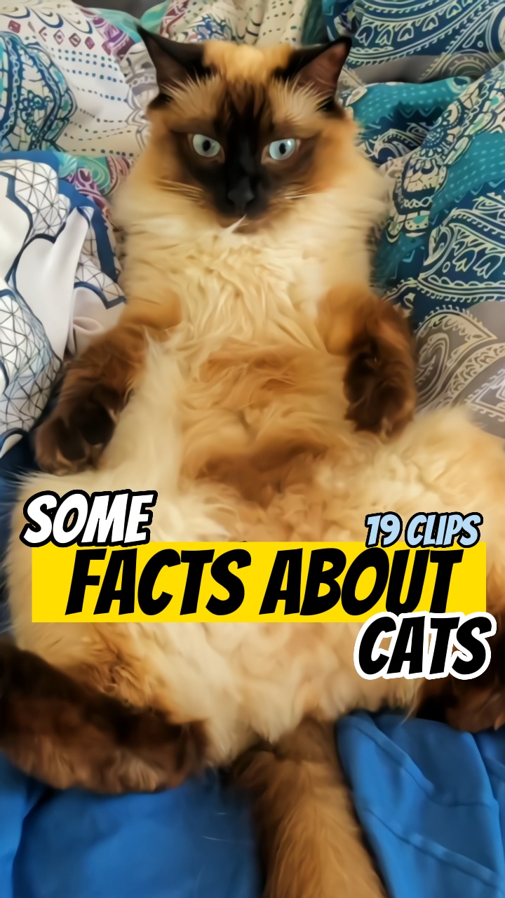 Fakta tentang kucing