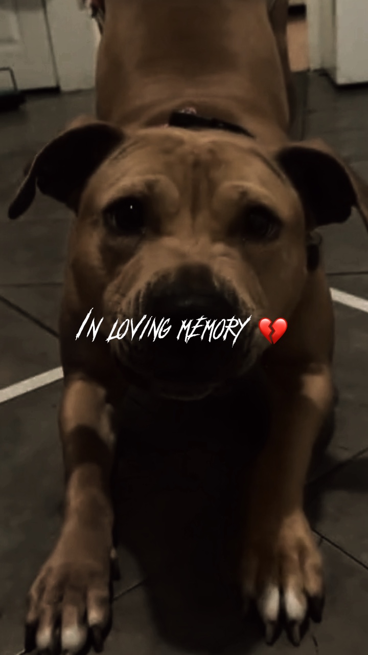🪦 개💔