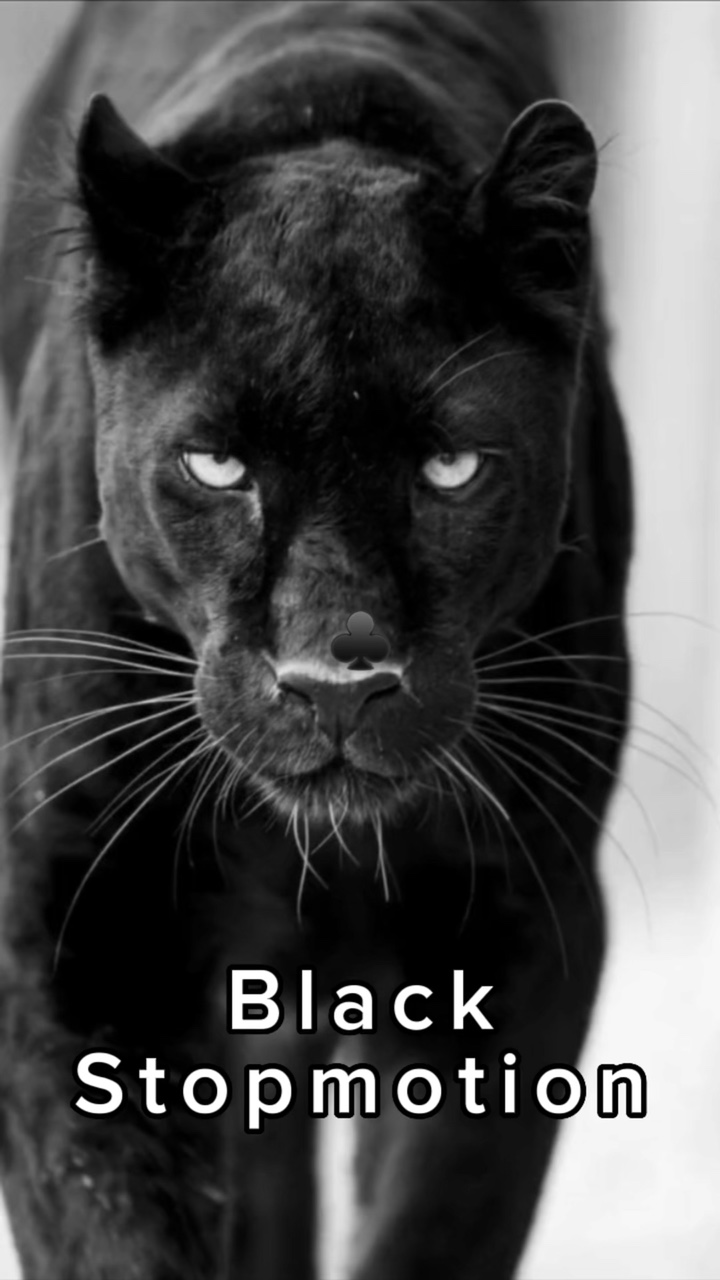 Stopmotion negro ♣️