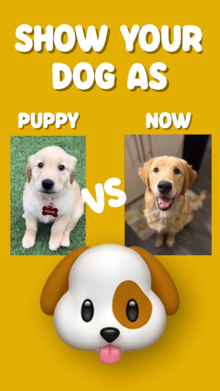 Chiot vs maintenant