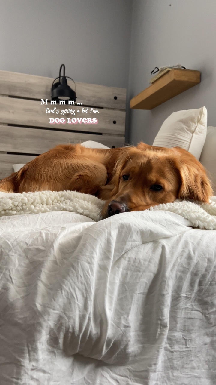 dog lovers 💕🤍