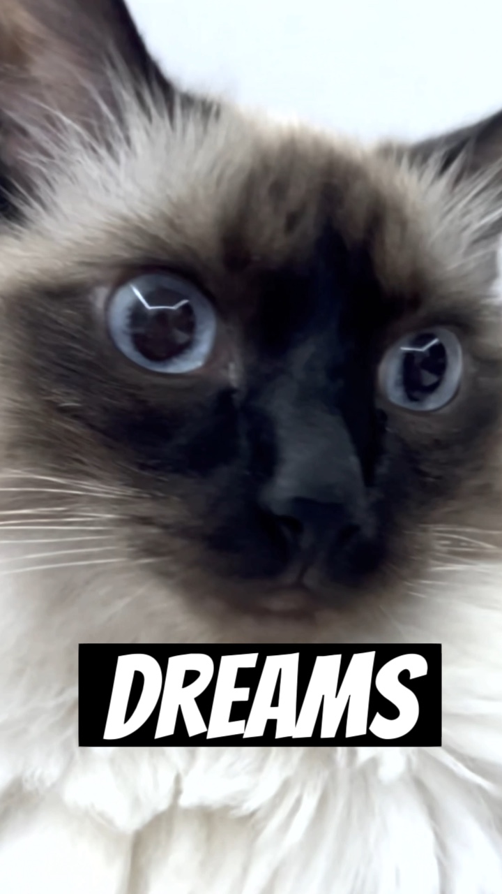 Chase your dreams
