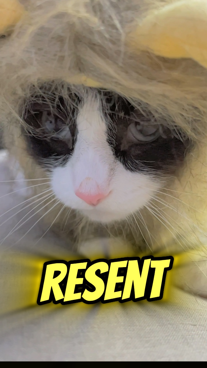 Owning cats