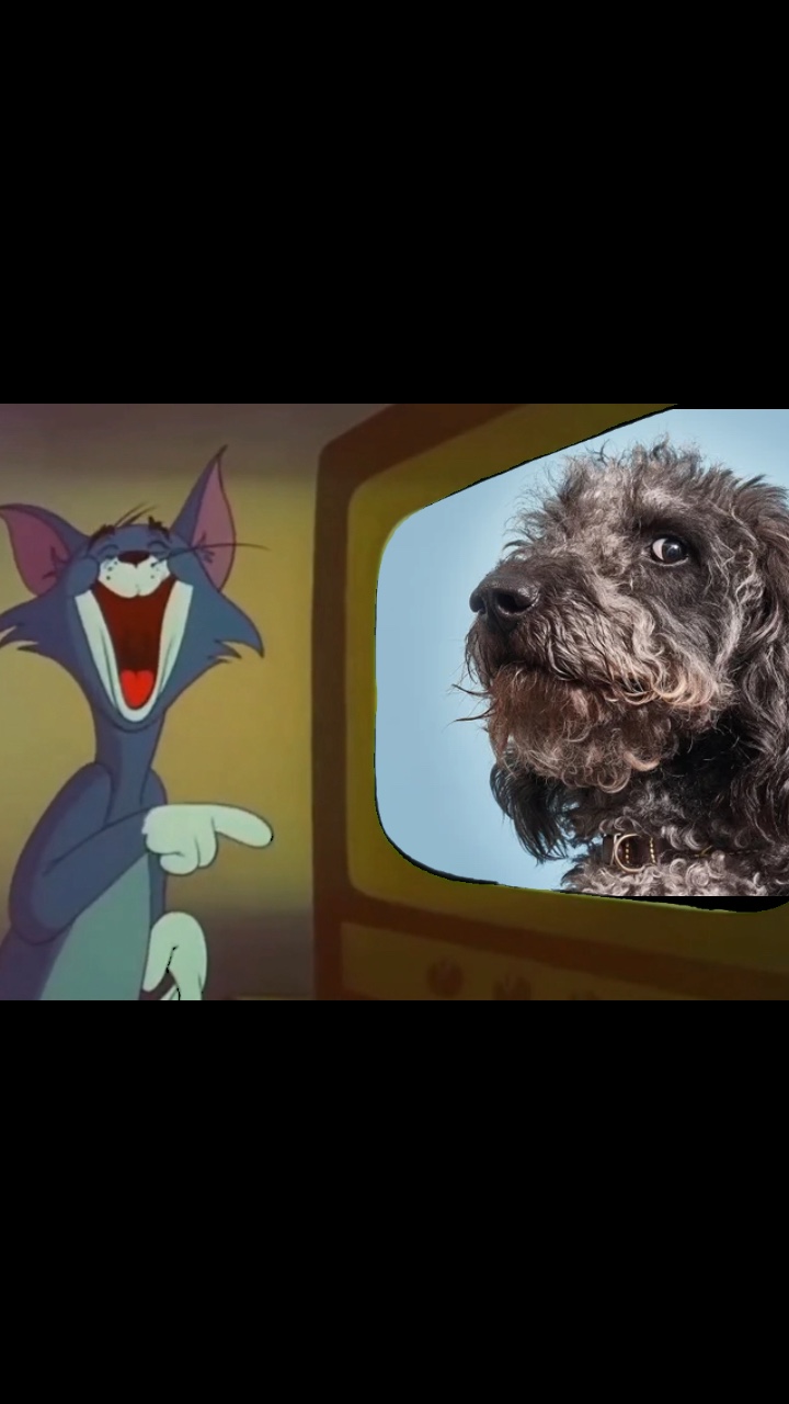 🐈‍⬛ 