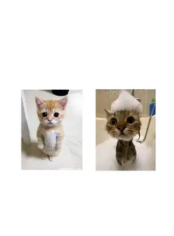 miu-mau