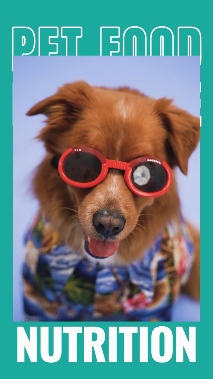 Pet Food Daily Sale