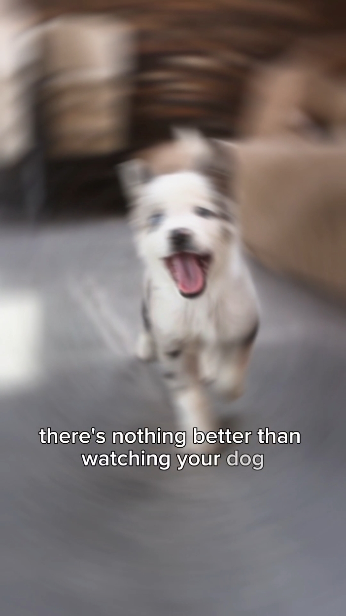 Köpekler 
