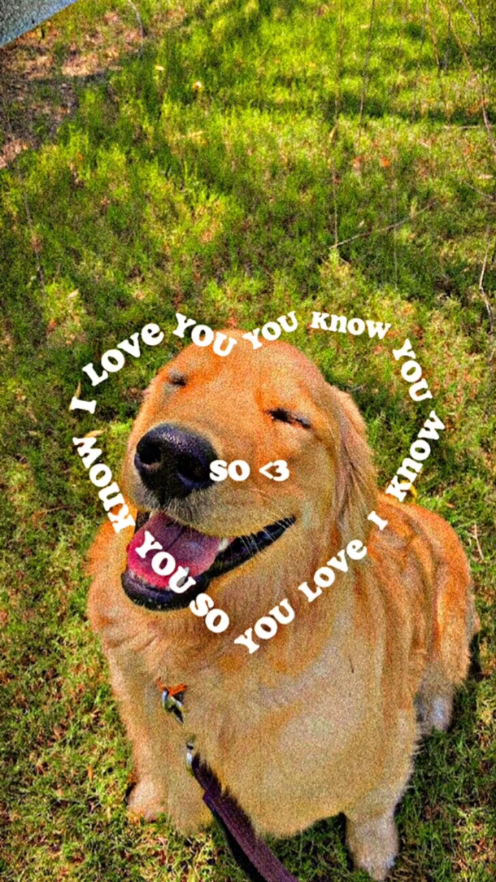 Hewan Peliharaan saya 💛