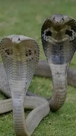 amigaa cobras 