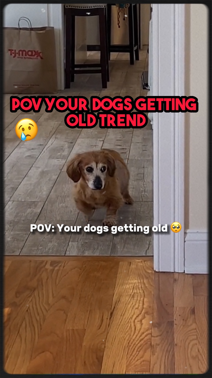 Dogs getting older😢