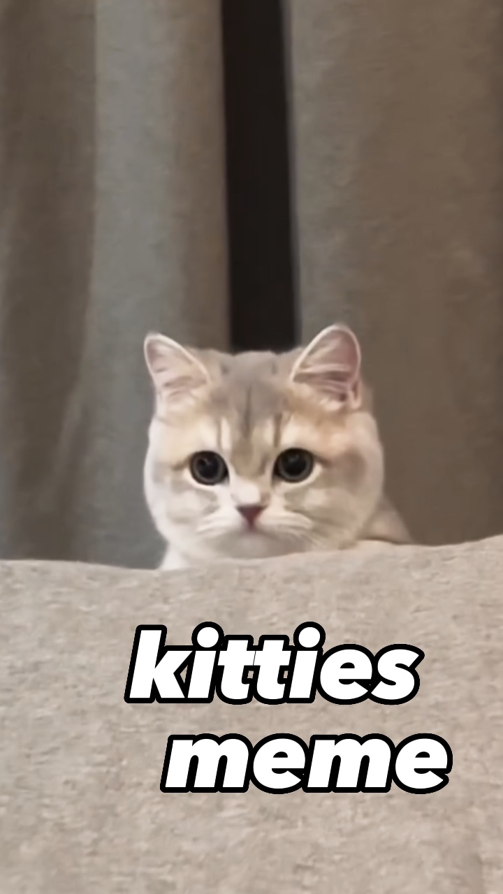 Kätzchen Meme