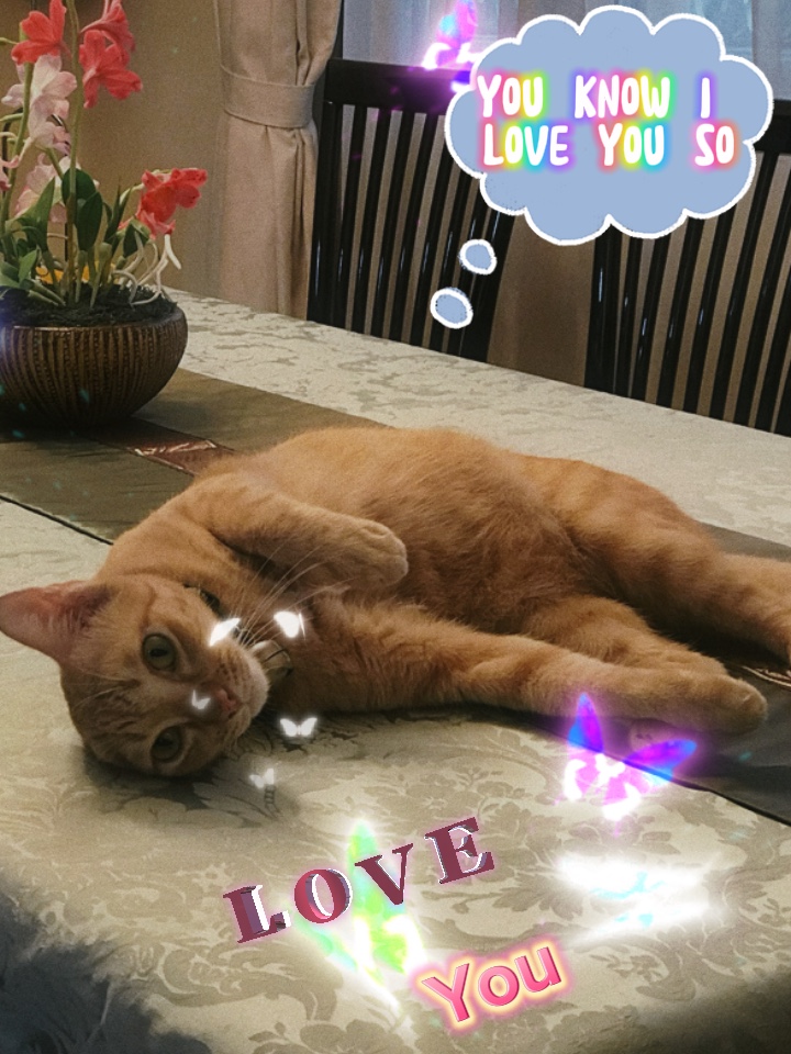 Cinta 
