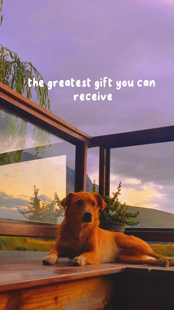 Perros Mi Mejor Amigo 
