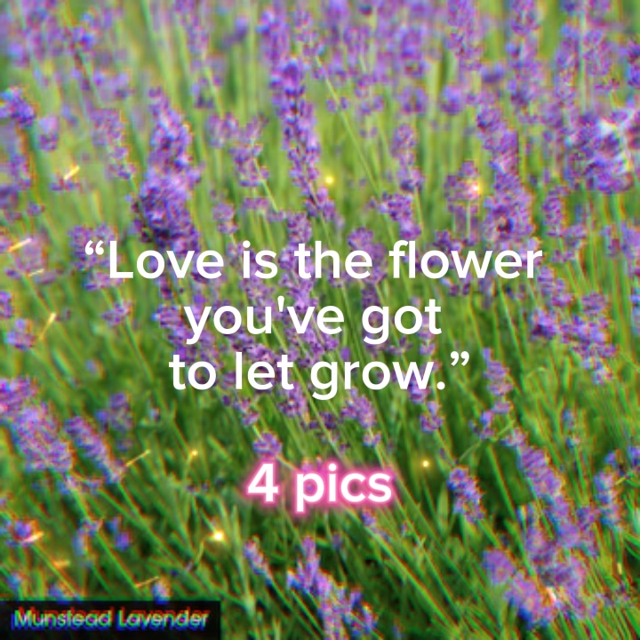 Amour des fleurs