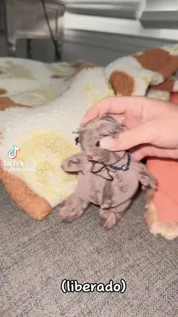 eu necessito