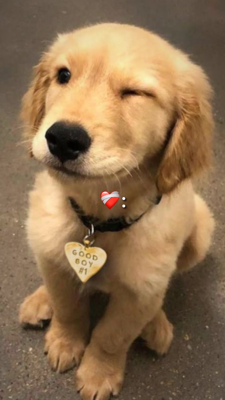 MI MASCOTA ❤️‍🩹