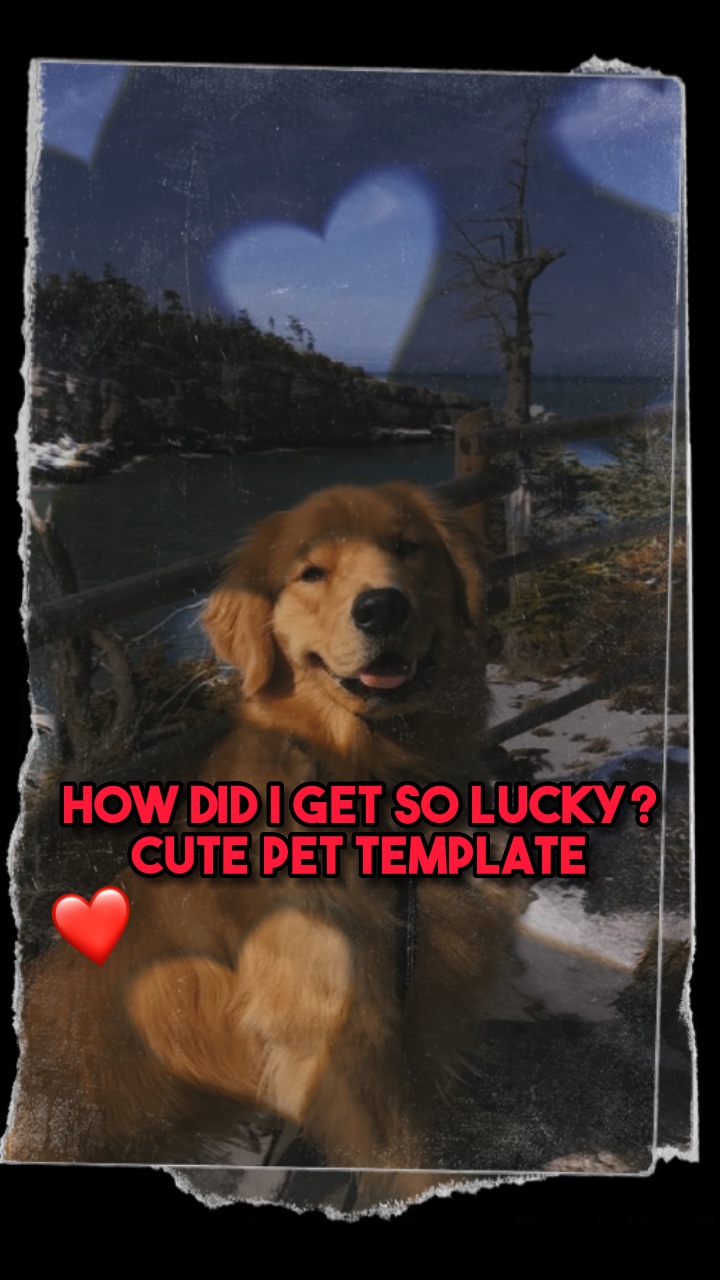 Linda temperatura para mascotas❤️