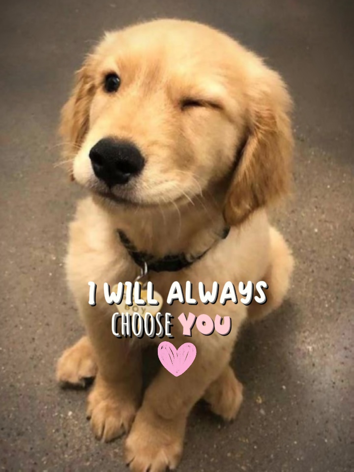 PET CUTE ❤️‍🩹