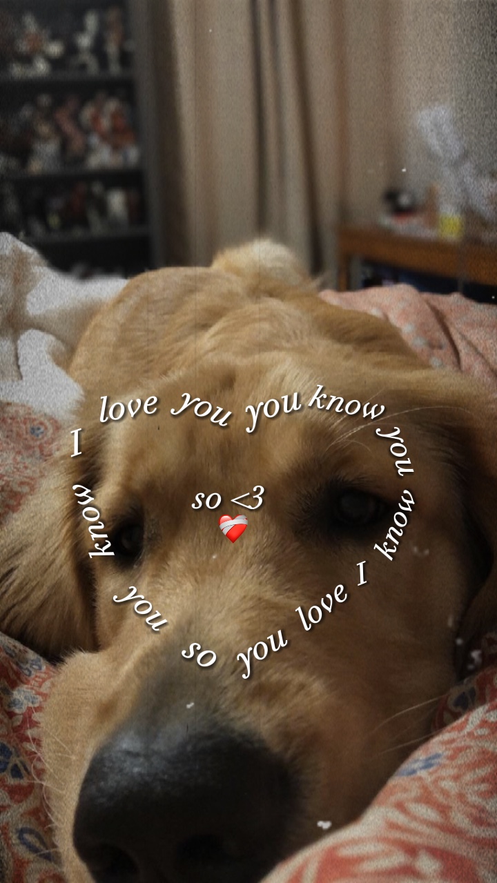 Meu animal de estimação favorito ❤️‍🩹
