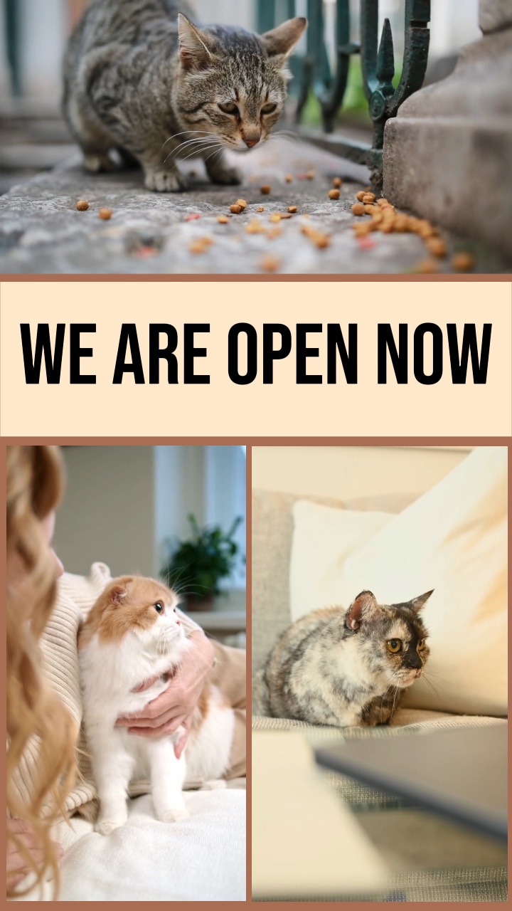 Promoção Offline da Pet Home Store