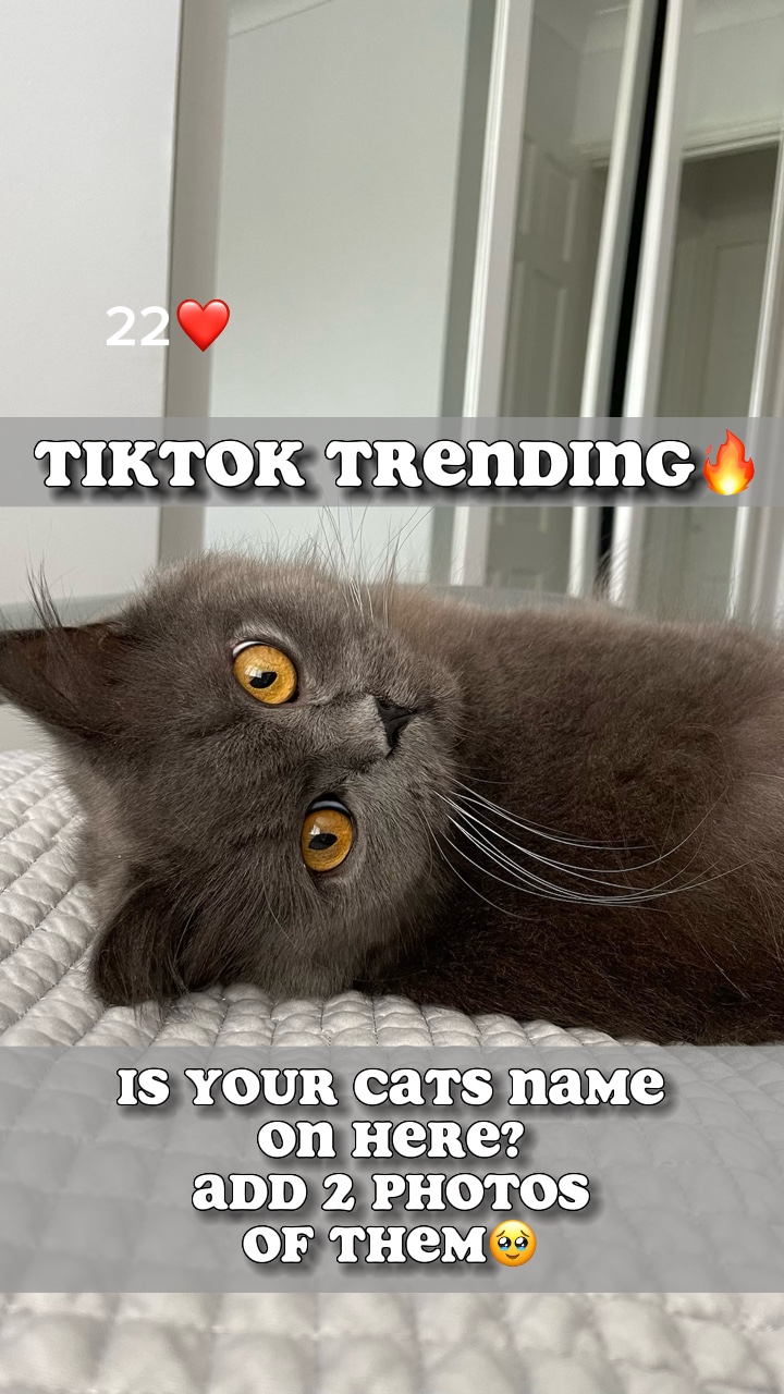 Tren hewan peliharaan🐾