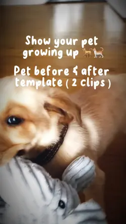 Pets glow up 🐕🐈💕
