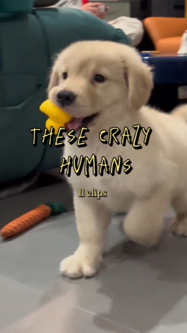 Estos humanos locos