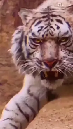 Tiger Fight