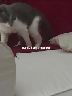 luto pet
